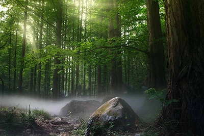 renewablesbrand-banner-compostable
